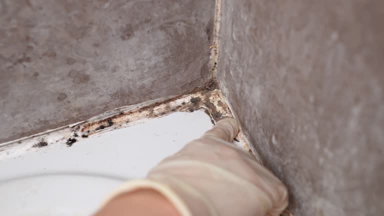 Professional Mold Removal in Wayne Heights, PA